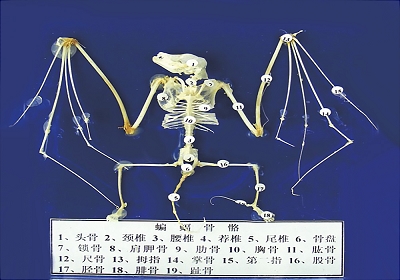 蒙臺梭利教具 蝙蝠骨骼標